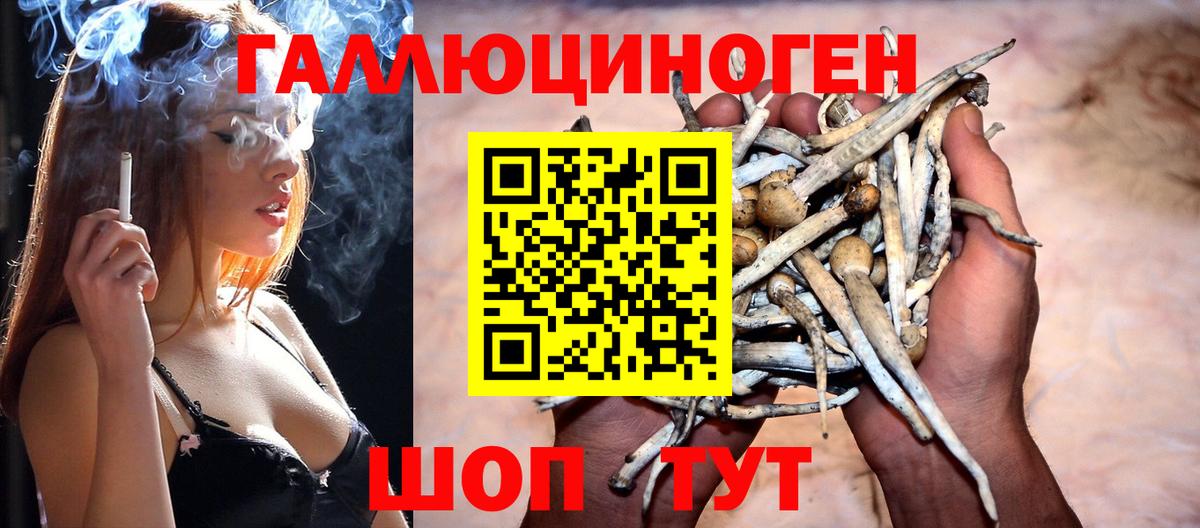 Псилоцибиновые грибы Psilocybe Михайловка
